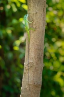 Lepojester bornejsky - Bronchocela cristatella - Green crested lizard o0657